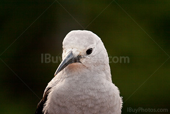 Clark’s Nutcracker bird portrait, grey bird in Alberta, Nucifraga Columbiana