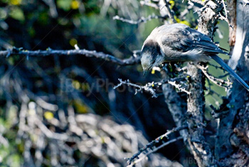 Whiskey Jack bird on a branch in the Rocky Mountains, Perisoreus Canadensis