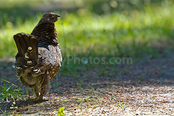 Willow grouse standing on hiking trail