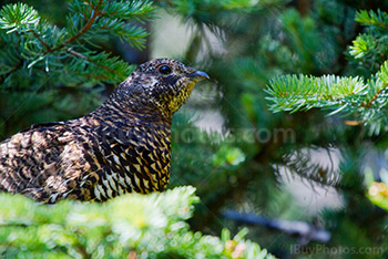 Tétras, oiseau perché dans branches de sapin dans les Rocheuses en Alberta