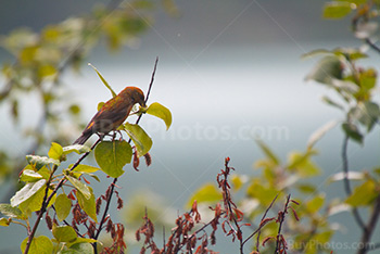 Oiseau bec-croisé rouge mange des graines sur une branche