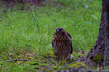 Hawk standing on ground beside tree, Alberta bird