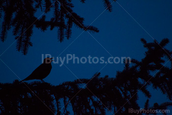 Photo: Nuit Branche Oiseau 001