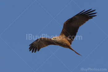 Photo: Bird Of Prey Flying 001