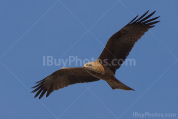 Photo: Bird Of Prey Flying 002