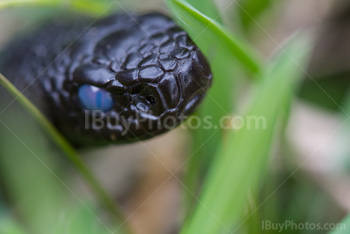 Photo: Black Aspic Viper 001