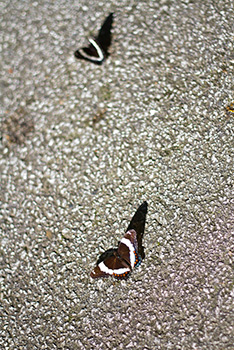 Papillons ailes ouvertes, posés sur route asphaltée