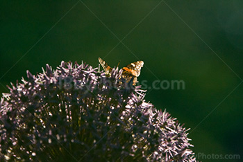Butterfly spread wings on flower