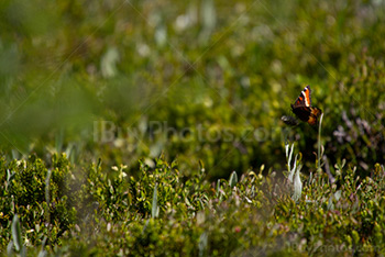 Butterfly on the grass on blurry background