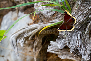 Papillon jaune et marron sur souche d'arbre