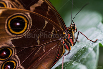 Butterfly macro photography on leaf, Peleides Blue morpho