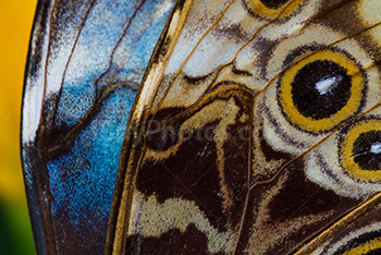 Gros plan d'ailes de papillon, morpho bleu