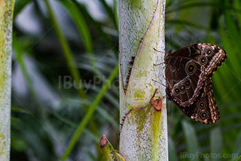 Buterflies duo on plant stalk, blue morpho