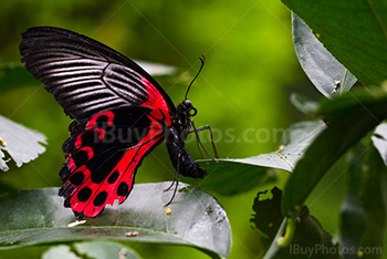 Papillon pond des œufs sur une feuille, porte-queue écarlate