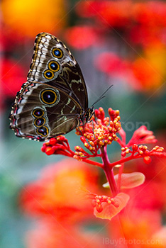 Papillon sur fleur rouge, morpho bleu butine