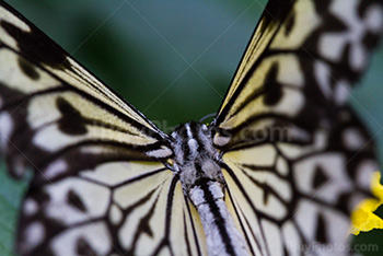 Macrophotographie de papillon leuconé
