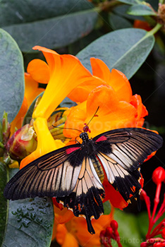 Papillon sur fleur jaune, porte-queue d’Asie