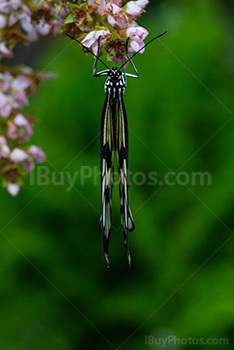 Rice paper butterfly upside down on flowers