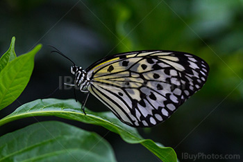 Papillon sur feuille de plante verte, leuconé