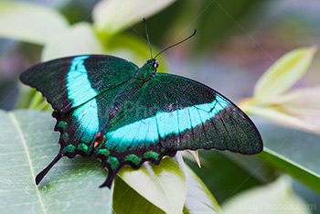 Banded peacock butterfly on leaf with open wings