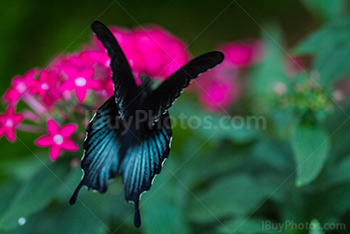Butterfly flying above flower and opening wings