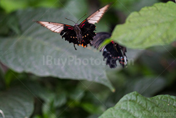 Butterfly flying above leaves, Rumanzovia swallowtail