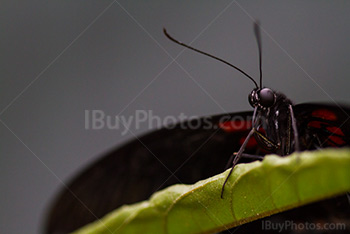 Butterfly portrait of Transandean cattleheart on leaf