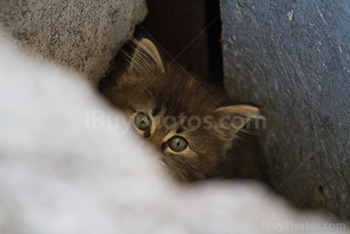 Tête de petit chat se cache derrière une pierre