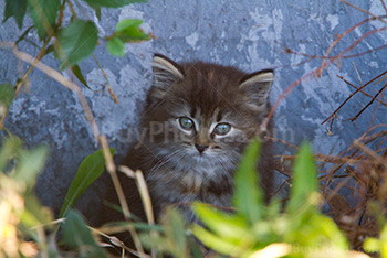Cute little cat portrait among plants