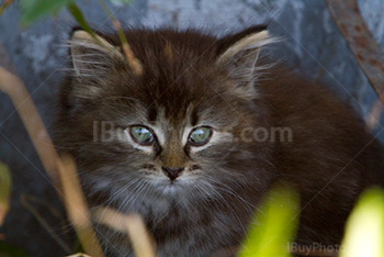 Cute little kitten portrait