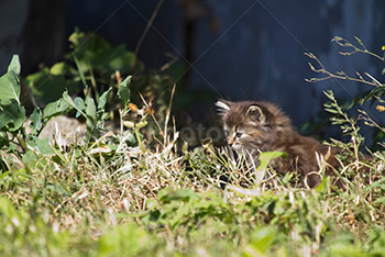 Mignon petit chat dans herbe au soleil