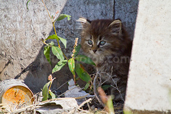 Cute little cat sitting beside plant in front of wall