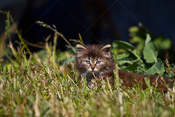 Chaton dans herbe, petit chat qui marche dans herbe