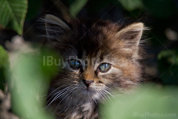 Cute kitten portrait in nature