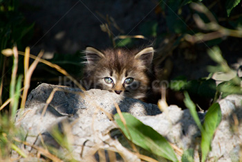 Cute kitten hiding behind rock