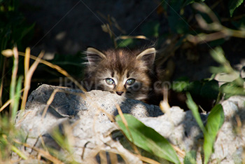 Chaton qui se cache derrière une pierre