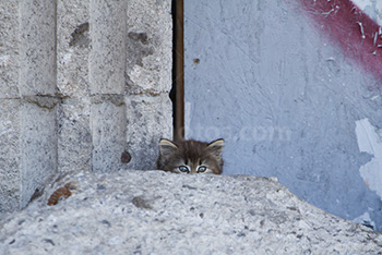 Petit chat qui montre sort sa tête de derrière un rocher