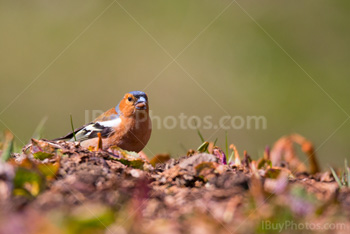 Photo: Chaffinch 001