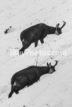 Photo: Chamois 001