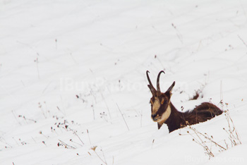 Photo: Chamois 002