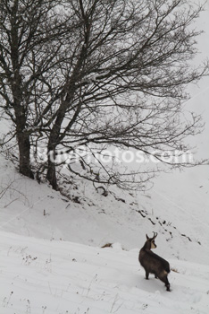 Photo: Chamois 003