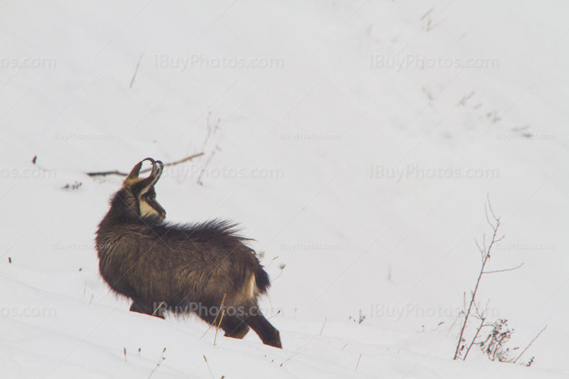 Photo: Chamois 004