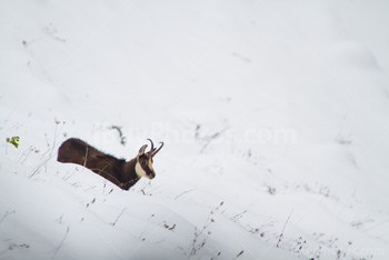 Photo: Chamois 005