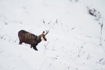 Photo: Chamois 006