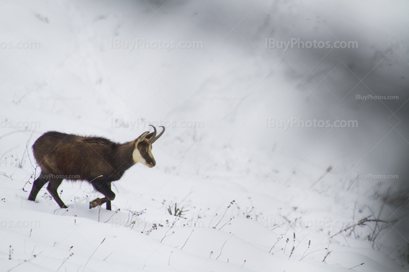 Photo: Chamois 007