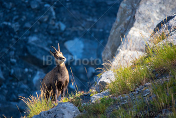 Photo: Chamois 008