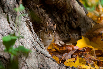 Chipmunk showing head on trunk with colored leaves