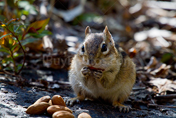 Chipmunk putting almond in mouth