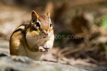 Tamia mange des amandes sur un rocher