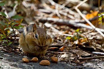 Chipmunk eating nuts on rock